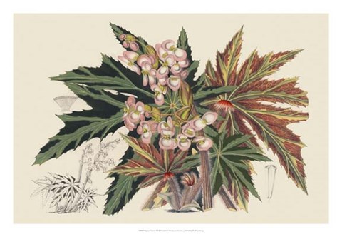 Framed Begonia Varieties I Print