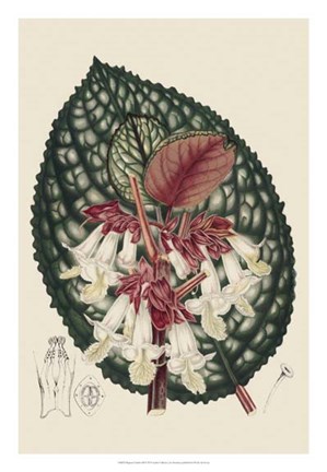 Framed Begonia Varieties III Print