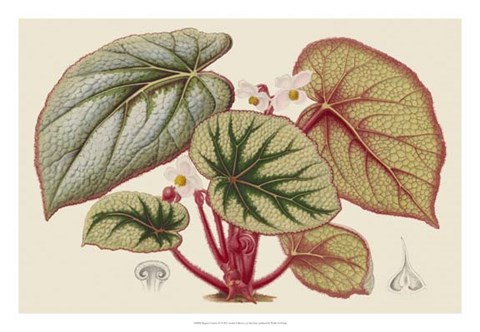 Framed Begonia Varieties IV Print