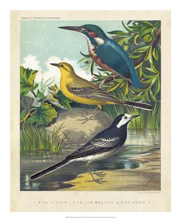 Framed King-fisher &amp; Wagtails Print