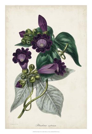 Framed Plum Foxgloves Print