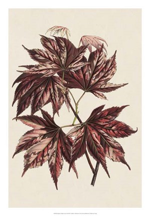 Framed Japanese Maple Leaves II Print