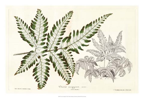 Framed Fern Leaf Foliage II Print