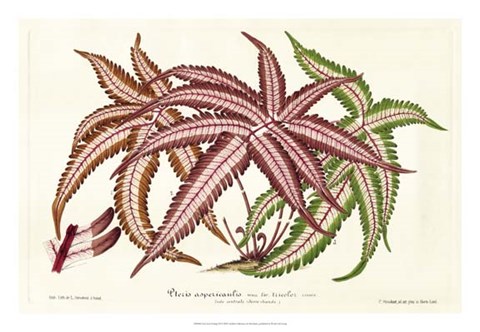Framed Fern Leaf Foliage III Print
