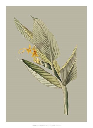 Framed Botanical Cabinet III Print