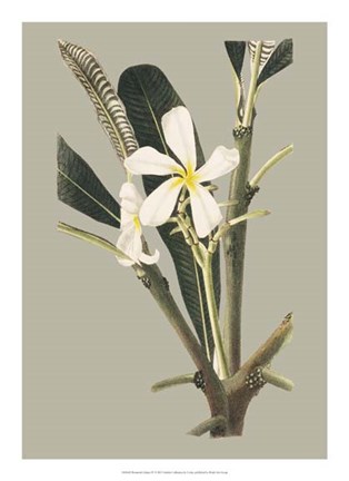 Framed Botanical Cabinet IV Print
