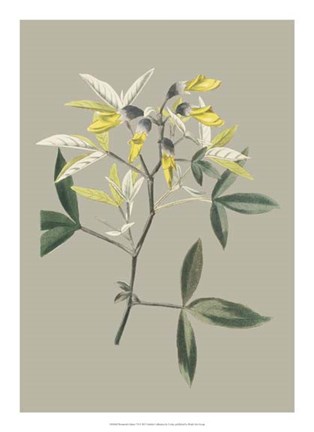 Framed Botanical Cabinet VI Print