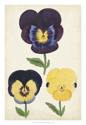 Framed Antique Pansies I Print