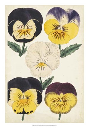 Framed Antique Pansies II Print