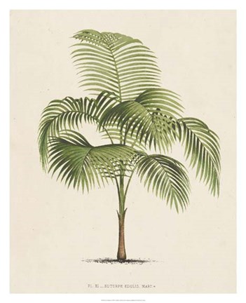 Framed Les Palmiers I Print