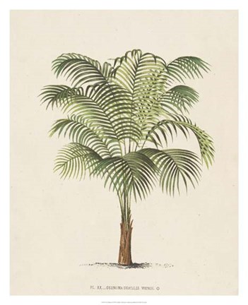 Framed Les Palmiers II Print