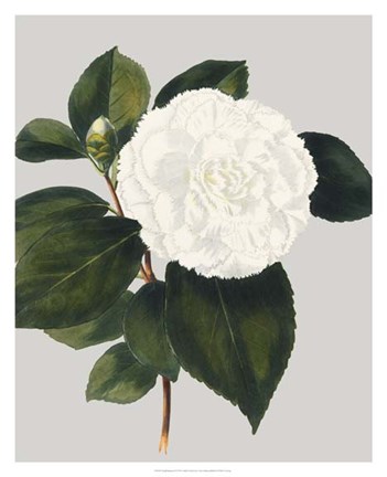 Framed Camellia Japonica II Print