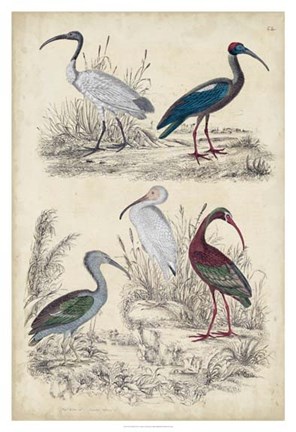 Framed Ibis Family Print