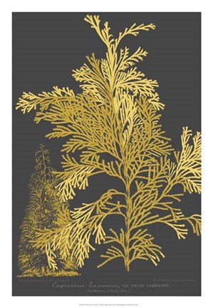 Framed Trees &amp; Leaves I Print