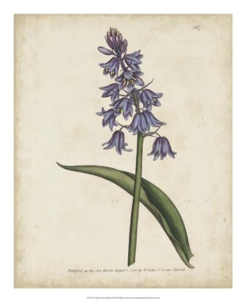 Framed Lavender Curtis Botanicals II Print