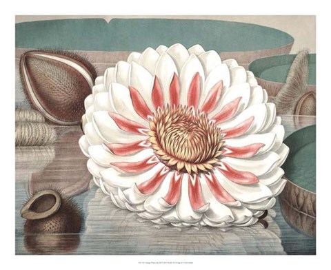 Framed Vintage Water Lily III Print