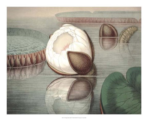 Framed Vintage Water Lily IV Print