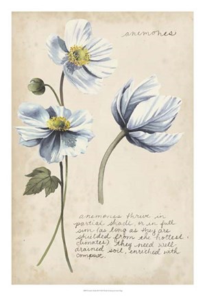 Framed Garden Studies III Print