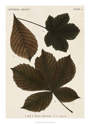 Framed Autumnal Leaves III Print