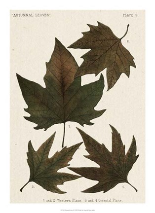 Framed Autumnal Leaves IV Print