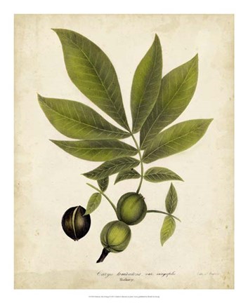 Framed Hickory Tree Foliage Print