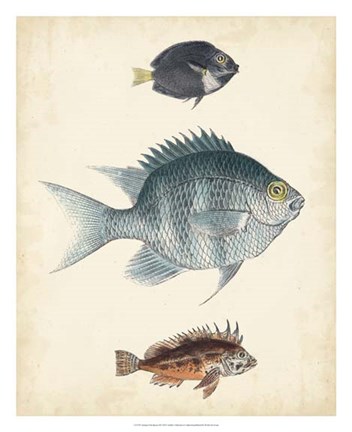 Framed Antique Fish Species III Print