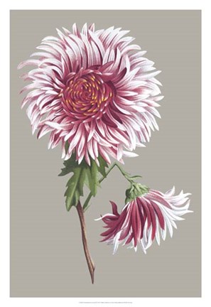 Framed Chrysanthemum on Gray III Print