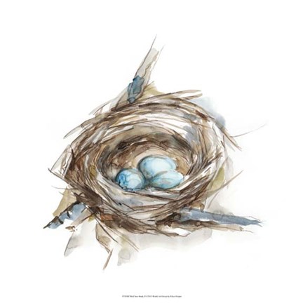 Framed Bird Nest Study II Print