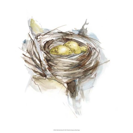 Framed Bird Nest Study III Print
