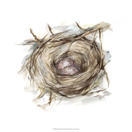 Framed Bird Nest Study IV Print