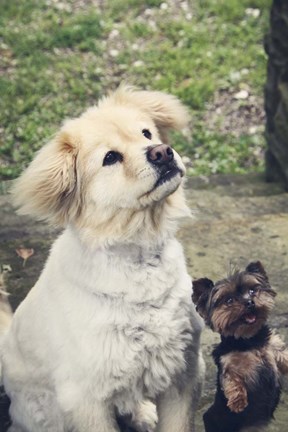 Framed Don&#39;t Forget Me Print