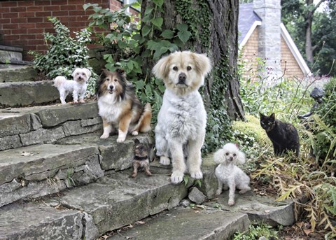 Framed Furry Family Print