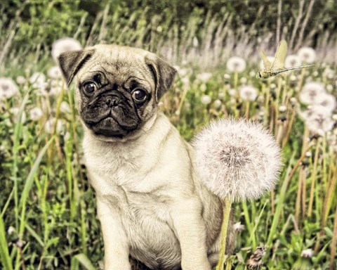 Framed Pug with Dandelion Print