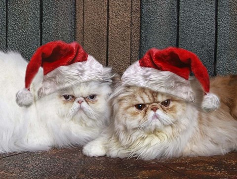 Framed Mad Cats Print