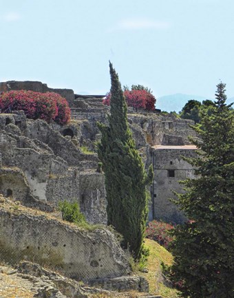 Framed trip tree Print