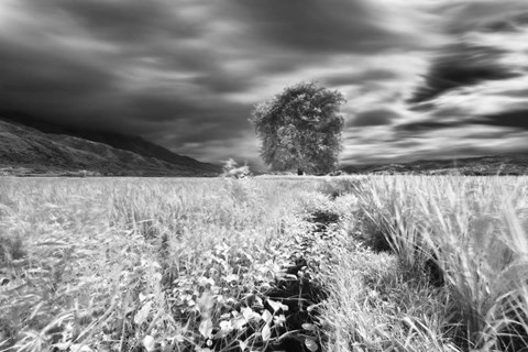 Framed Lone Tree, Dingalan Print