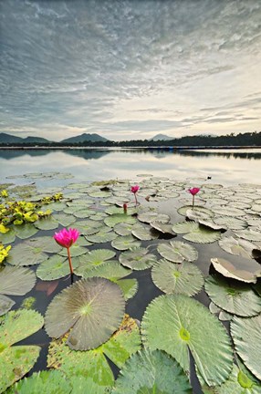 Framed Morning Lilies Print