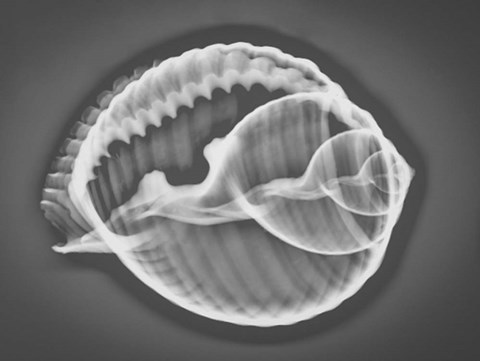 Framed Caracol Estudio 3 Xray Print