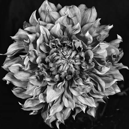 Framed Dalia 2 Phaseone Stack Bw Print