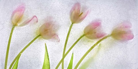 Framed Flores Congeladas 3646 Print