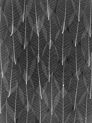 Framed Leaves 4 Print