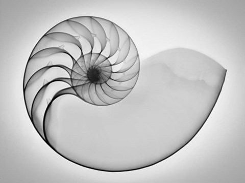 Framed Nautilus Xray I Print