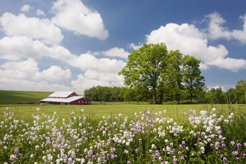 Framed Flowers &amp; Farm, Holmes County, Ohio 10 Print