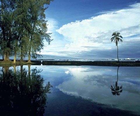 Framed Palm Tree Alone, Big Island, Hawaii Print