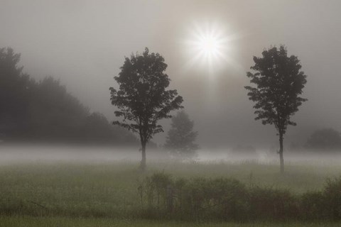 Framed Two Trees &amp; Sunburst, Logan, Ohio 10 Print