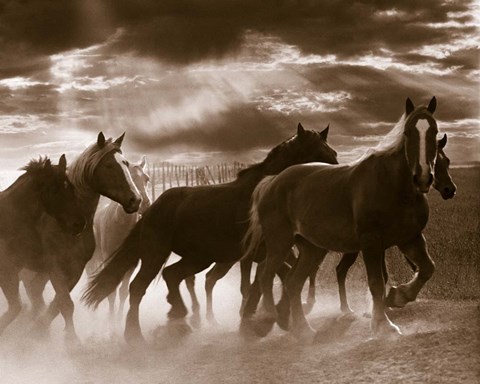 Framed Running Horses And Sunbeams, Rothbury, Michigan Print