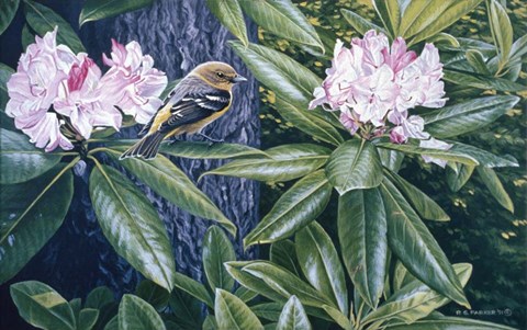 Framed Scarlet Tanager In The Rhodos Print