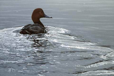 Framed Silver Wake - Redhead Print