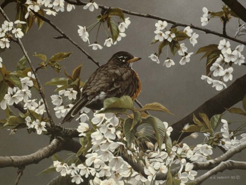 Framed Cherry Blossoms 2 Print