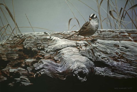 Framed Driftwood 3 Print